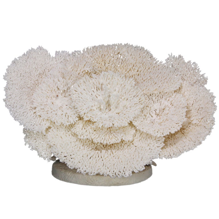 Large Table Coral Sculpture or Centerpiece