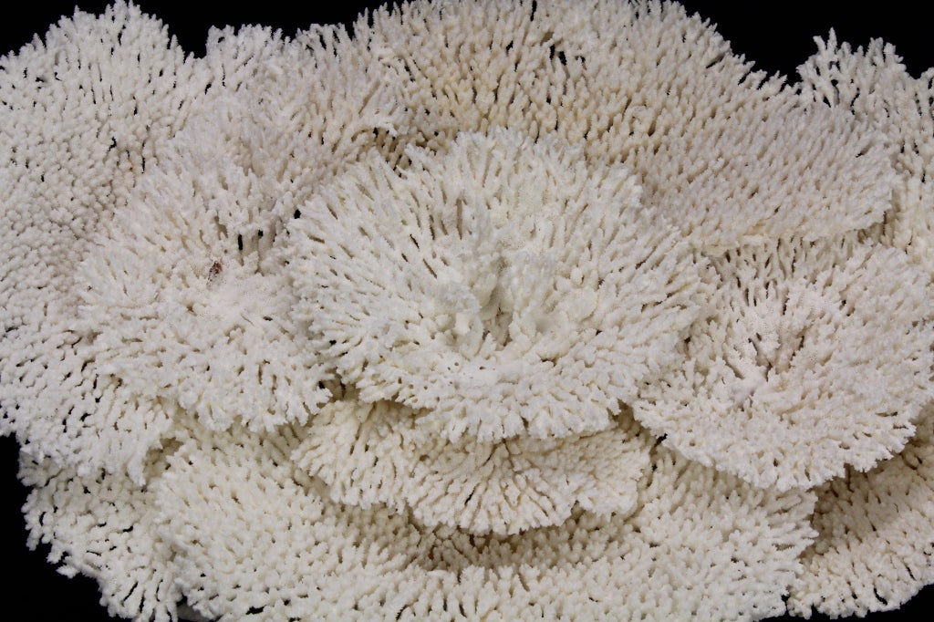 Large Table Coral Sculpture or Centerpiece 1
