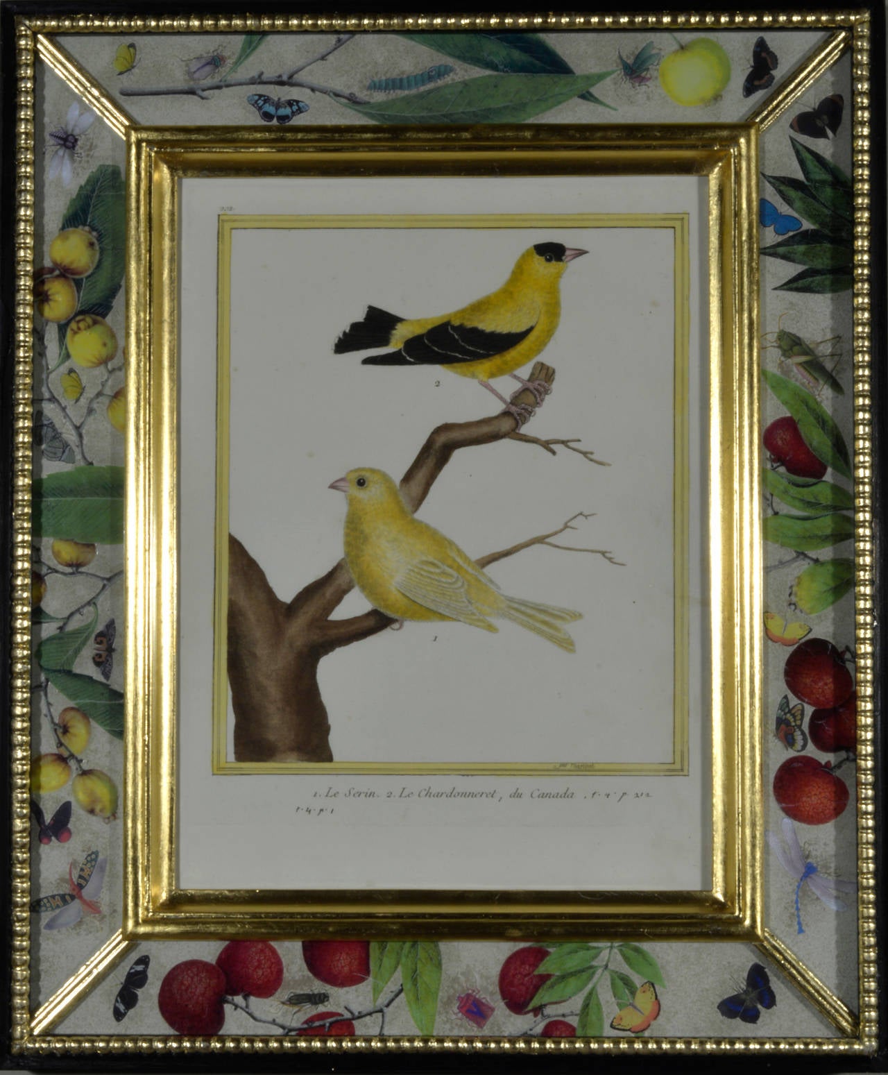 Histoire Naturelle Des Oiseaux.

The engravings set in an églomisé and decoupage glass bordered frame.

Reference: 
Series of bird prints from the most important and comprehensive late 18th century French ornithological color-plate set. The set