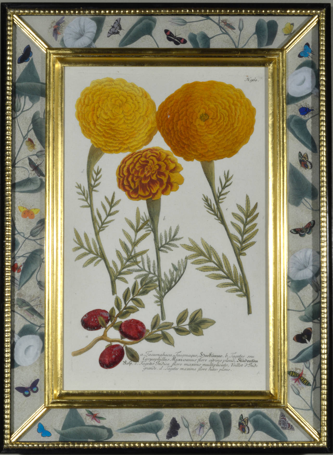 Set of 12 Johann Weinmann Botanical Engravings 3