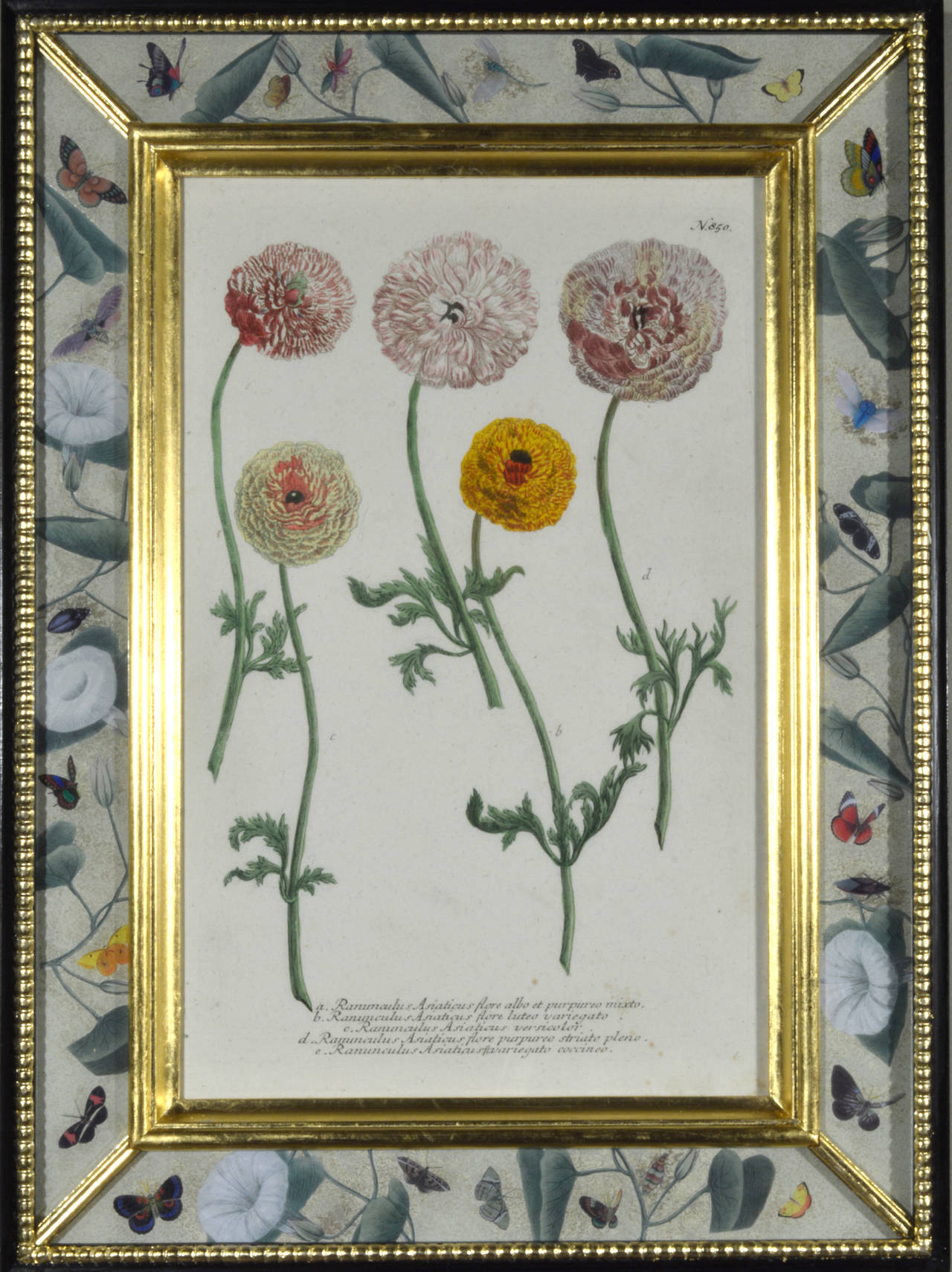 German Set of 12 Johann Weinmann Botanical Engravings