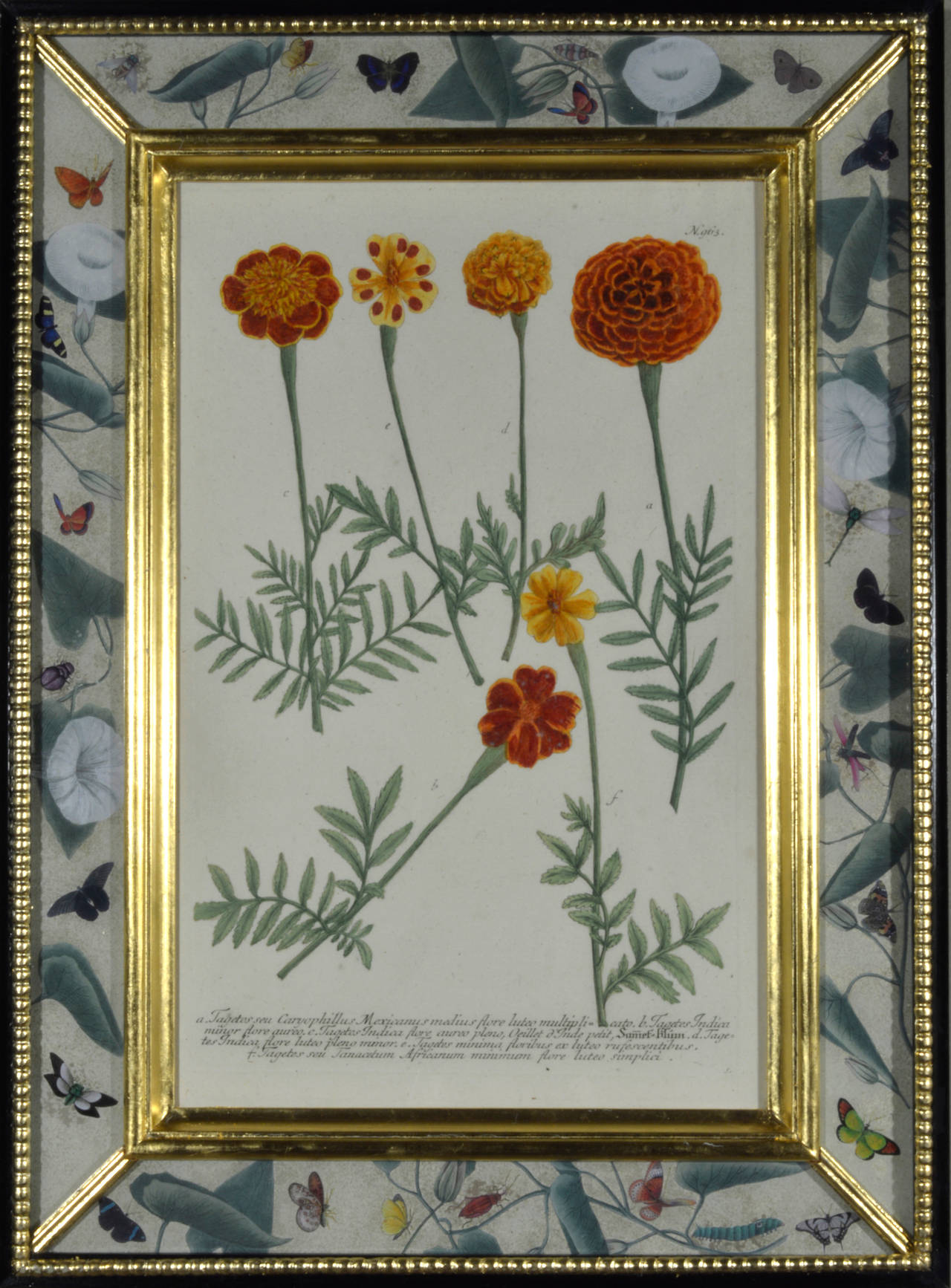 Mid-18th Century Set of 12 Johann Weinmann Botanical Engravings