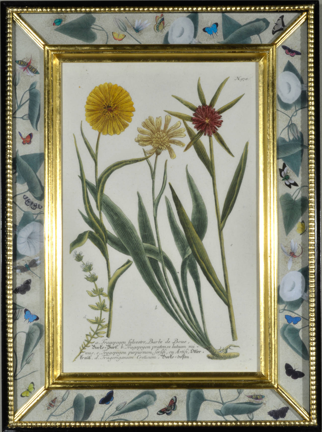 Set of 12 Johann Weinmann Botanical Engravings 1