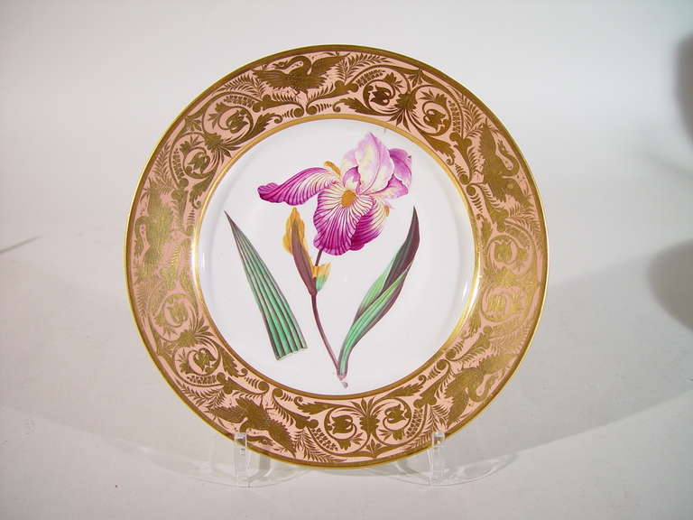 by John Brewer,

Each flower isnamed on reverse- An Elder Scented Iris, A Marsh Hibiscus, An Annual Lavetera, A French Marigold and A Small Leaved Bladder Senna
 
The finely painted plates are boldly painted with botanical specimens, titled in