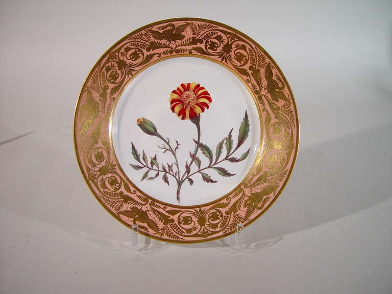 British A Set of Five Fine Derby Porcelain Salmon-Ground Botanical Specimen Plates