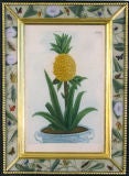 A Set of Six  18th Century Engravings of Plants in Urns