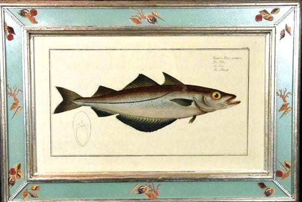 From Allgemeine Naturgeschichte der Fische


Bloch issued folio and octavo prints and each specimen was engraved on a copper plate and then hand-colored with watercolors. The plates contain the names of each fish in several languages.