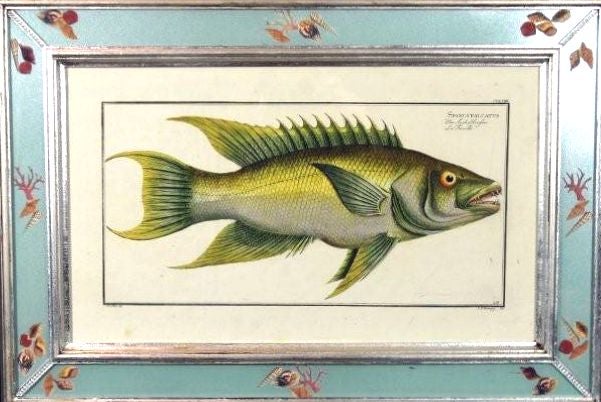 German Four Engraving of Fish by Marcus Bloch