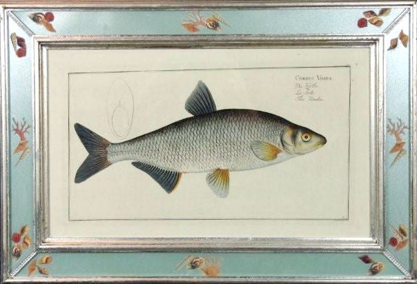 Four Engraving of Fish by Marcus Bloch In Good Condition In Downingtown, PA