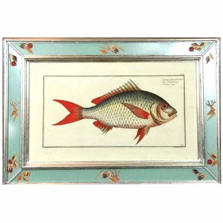 Four Engraving of Fish by Marcus Bloch