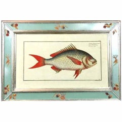 Antique Four Engraving of Fish by Marcus Bloch