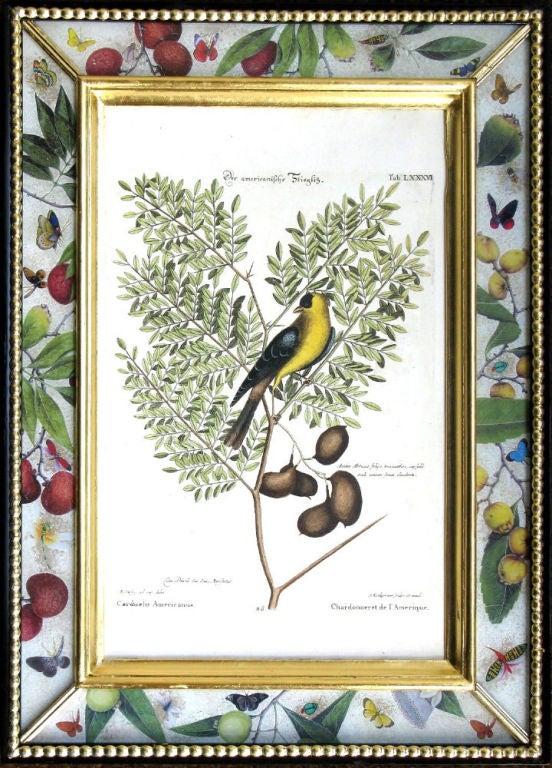 German A Set of Eighteen Seligmann Engravings of Birds