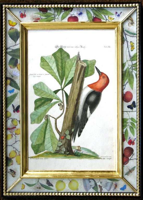 18th Century and Earlier A Set of Eighteen Seligmann Engravings of Birds