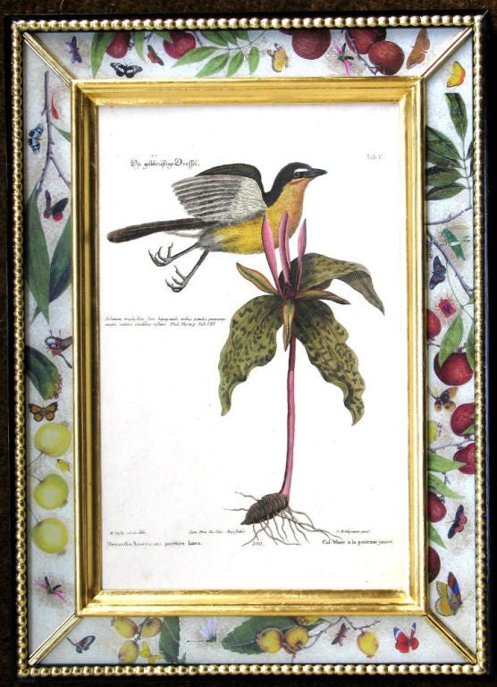 A Set of Eighteen Seligmann Engravings of Birds 1