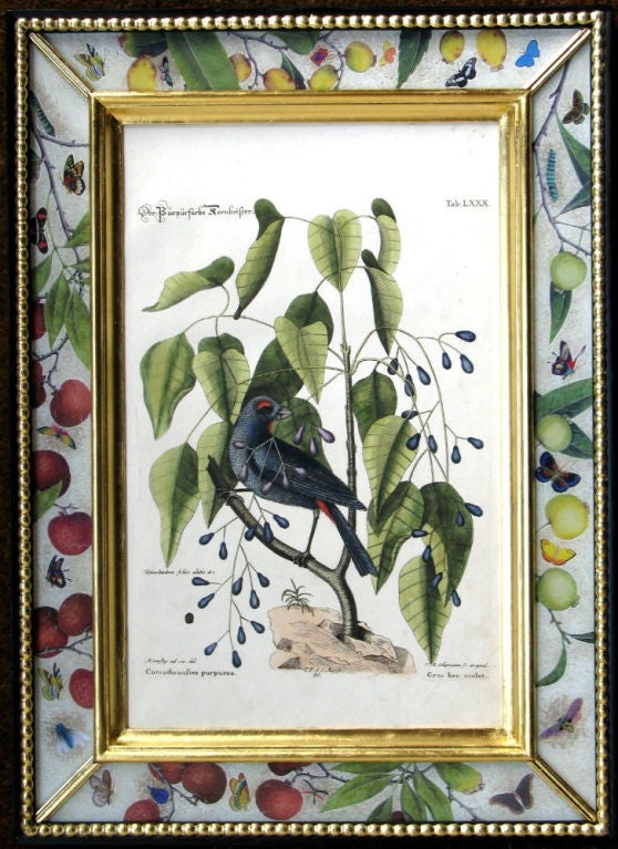 A Set of Eighteen Seligmann Engravings of Birds 4