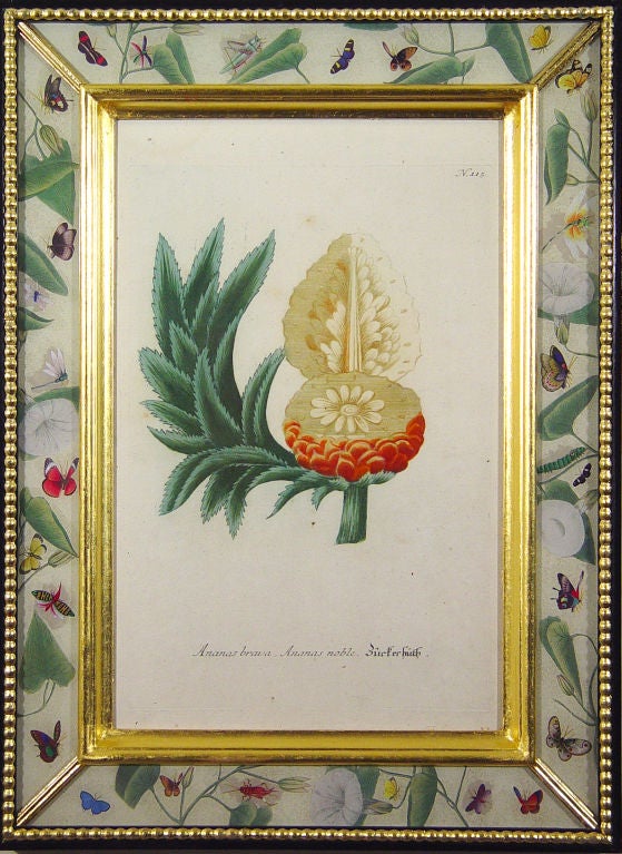 Four Weinmann Botanical Prints of Pineapples