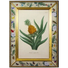 Four Weinmann Botanical Prints of Pineapples