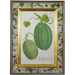 Antique A Superb Johann Wilhelm Weinmann Print of a Watermelon