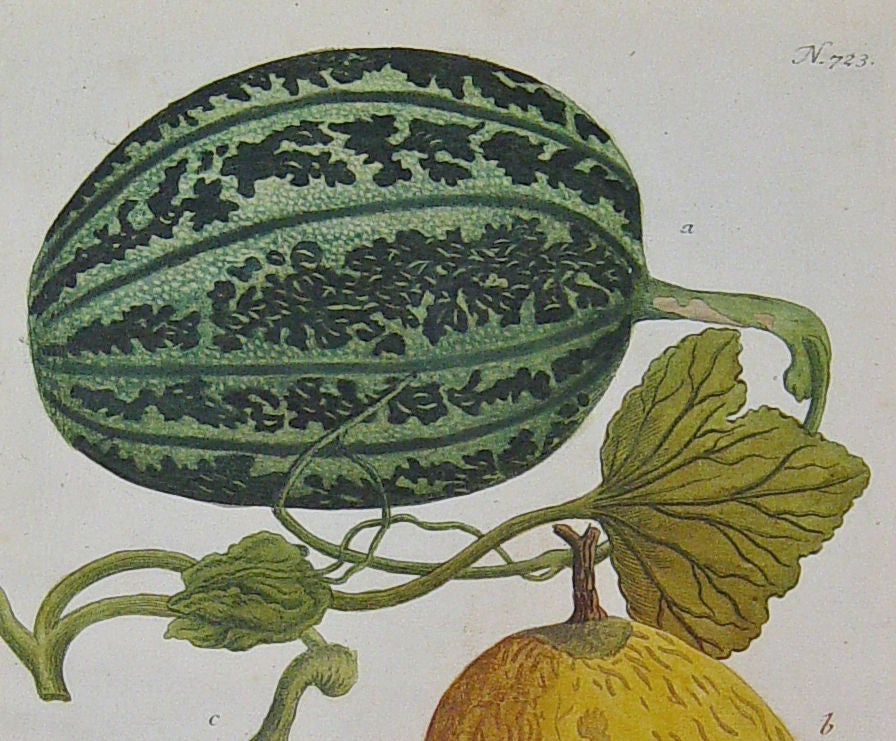 A Superb Johann Wilhelm Weinmann Print of Watermelons