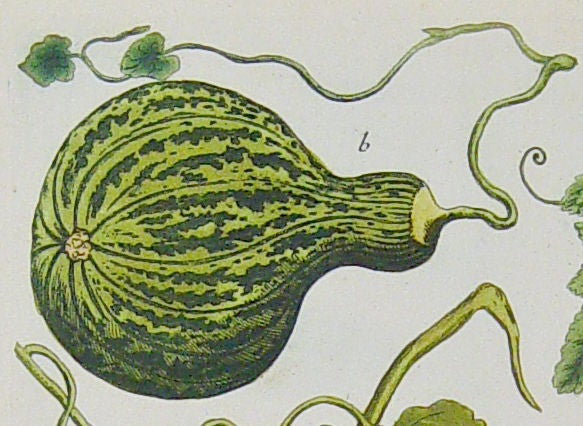 A Superb Johann Wilhelm Weinmann Print of Watermelons
