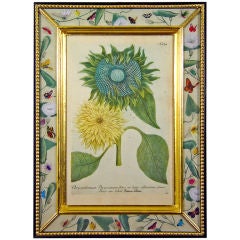 A Superb Johann Wilhelm Weinmann Print of a Sunflower