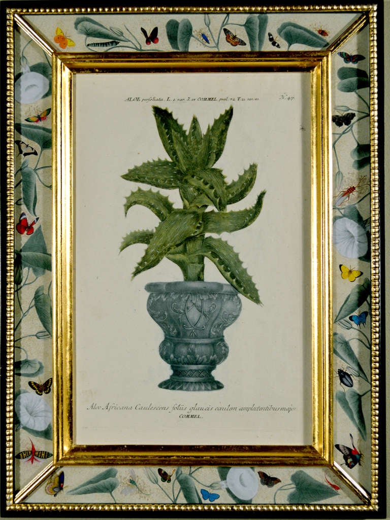 A Set of Twelve Johann Wilhelm Weinmann Prints of Aloe Plants in Pots