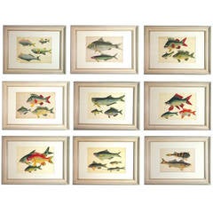 Chinese Watercolours of Fish in a set of nine on Pith Paper 2