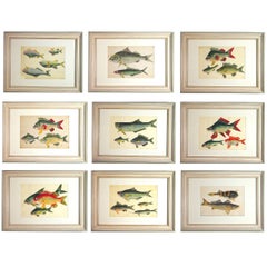 Chinese Watercolours of Fish in a set of nine on Pith Paper