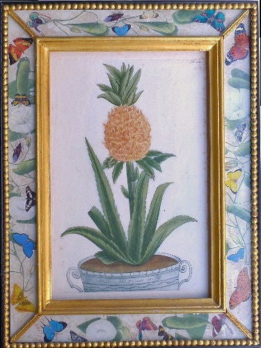 The four engravings beautifully depict different pineapples within an églomisé and decoupage frames.<br />
<br />
Original copper-engraving, printed in colours and finished by hand. Published 1734-45 in Regensburg in the great botanical work