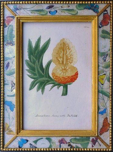 A Set of Four Weinmann Botanical Prints of Pineapples. In Excellent Condition In Downingtown, PA