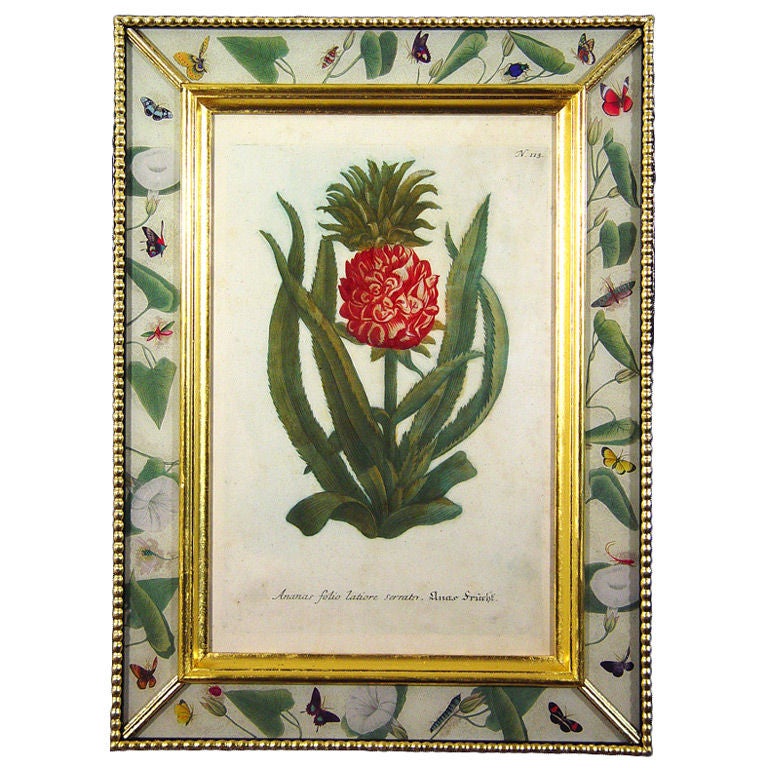 A Set of Four Weinmann Botanical Prints of Pineapples.