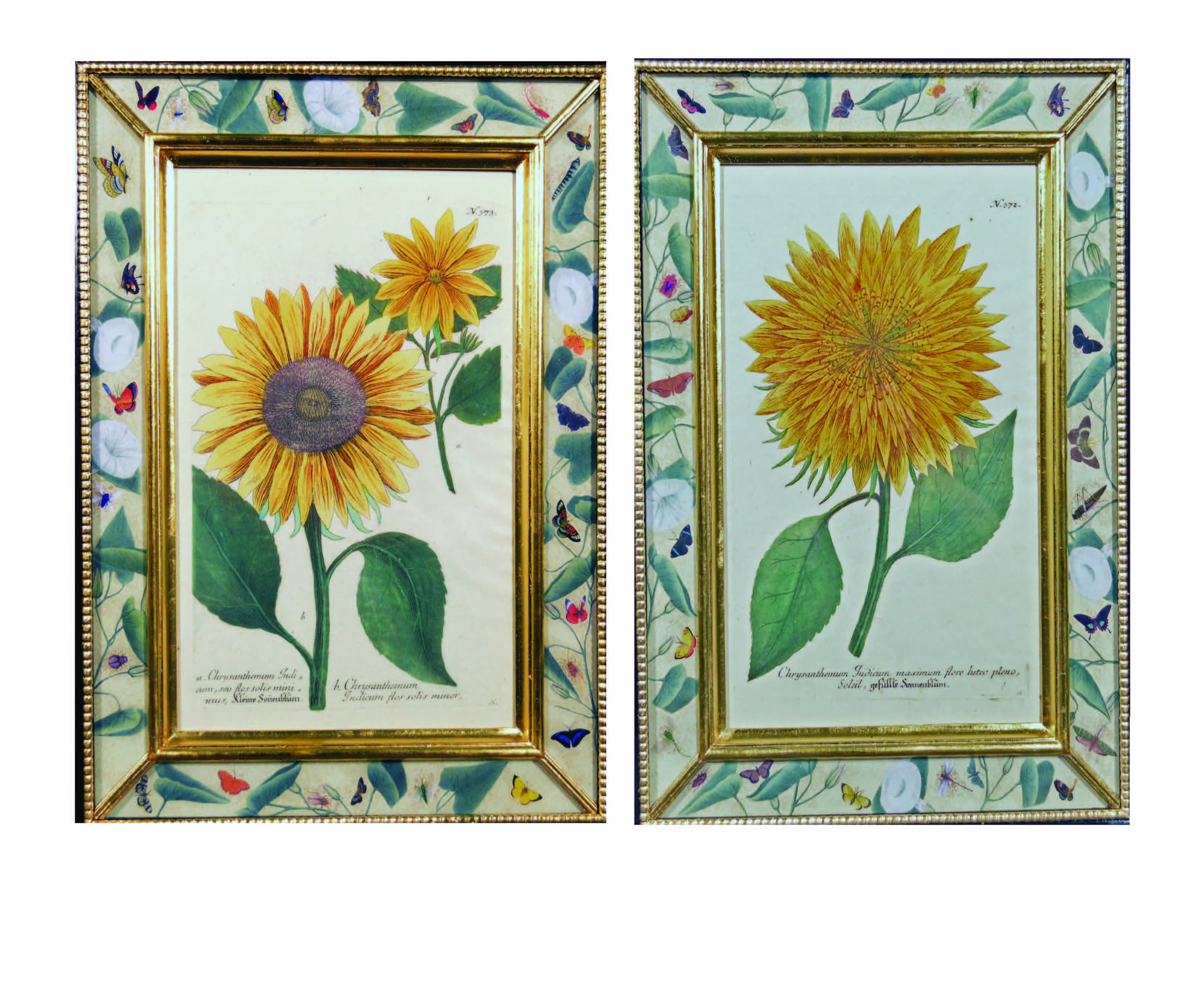 A Pair of Johann Wilhelm Weinmann Engraving of a Sunflower
