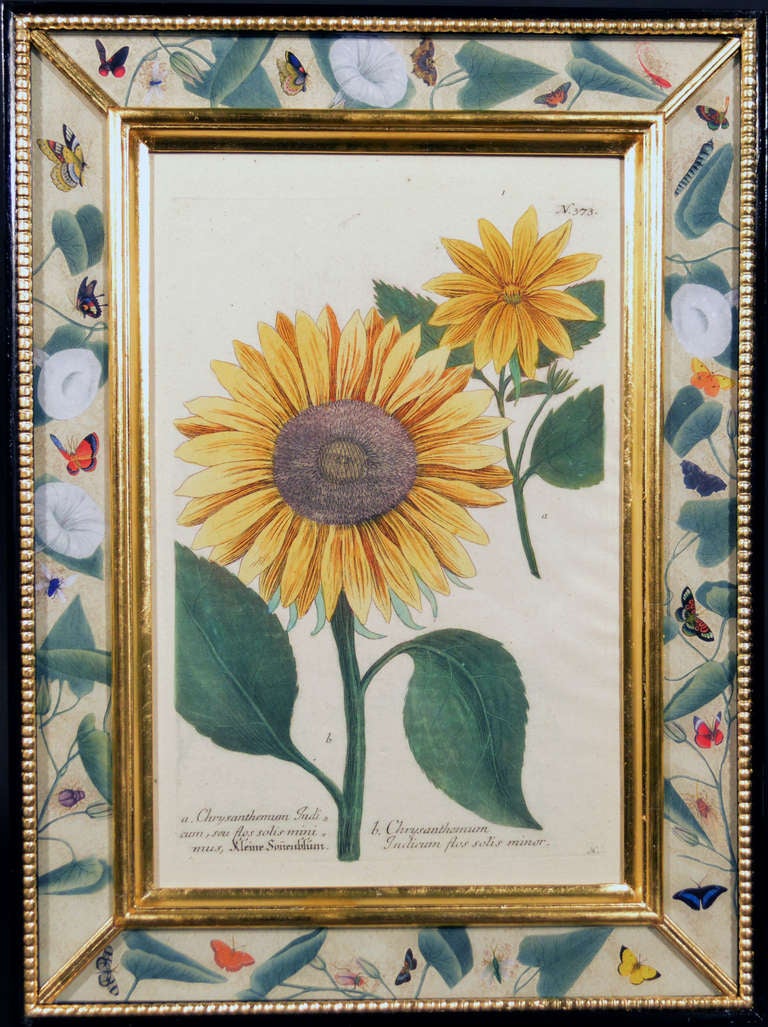 German A Pair of Johann Wilhelm Weinmann Engraving of a Sunflower