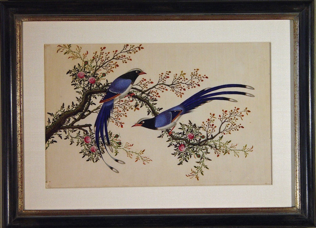 19th Century A Fine Set of Four China Trade Watercolours of Birds