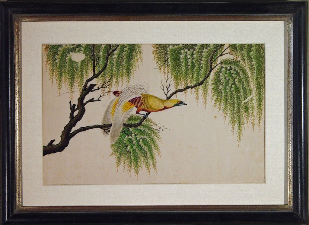 A Fine Set of Four China Trade Watercolours of Birds 4