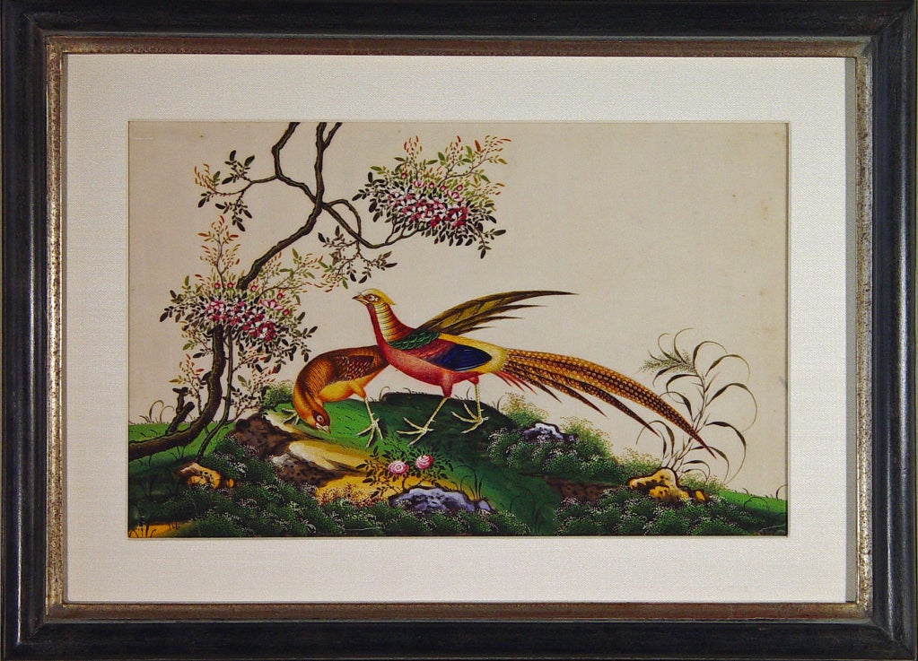 A Fine Set of Four China Trade Watercolours of Birds 5