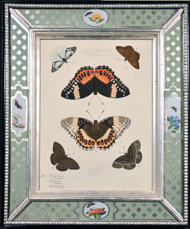 Dutch A Set of Twelve Pieter Cramer Framed Prints of Butterflies.