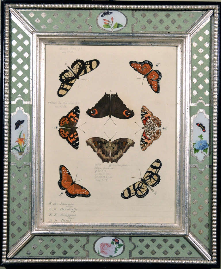 A Set of Twelve Pieter Cramer Framed Prints of Butterflies. 1