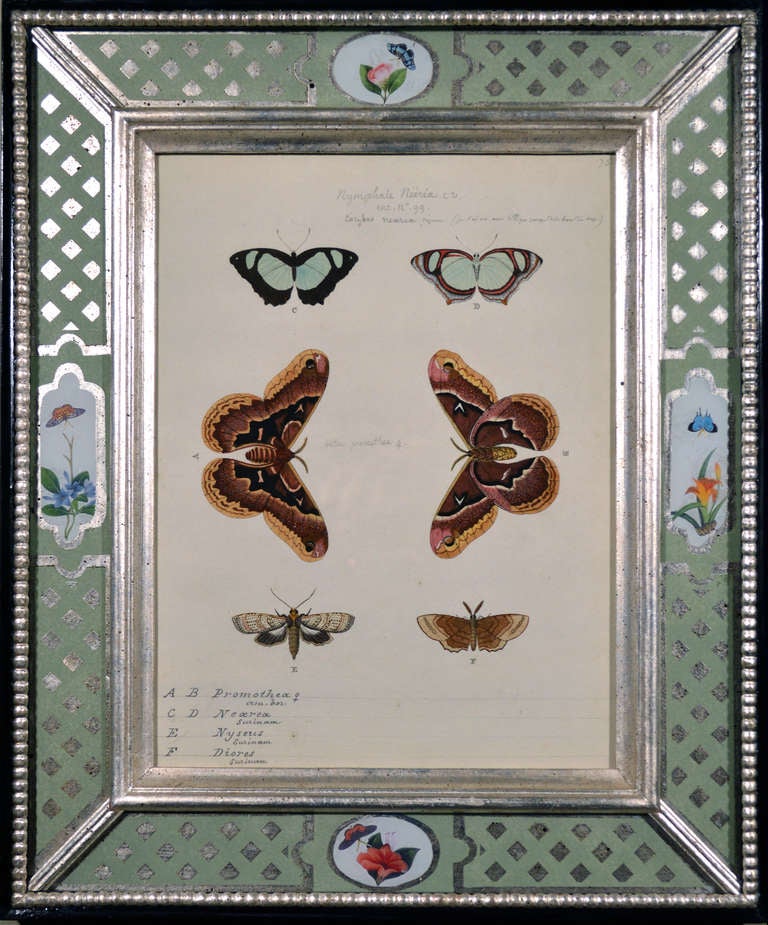 A Set of Twelve Pieter Cramer Framed Prints of Butterflies. 2