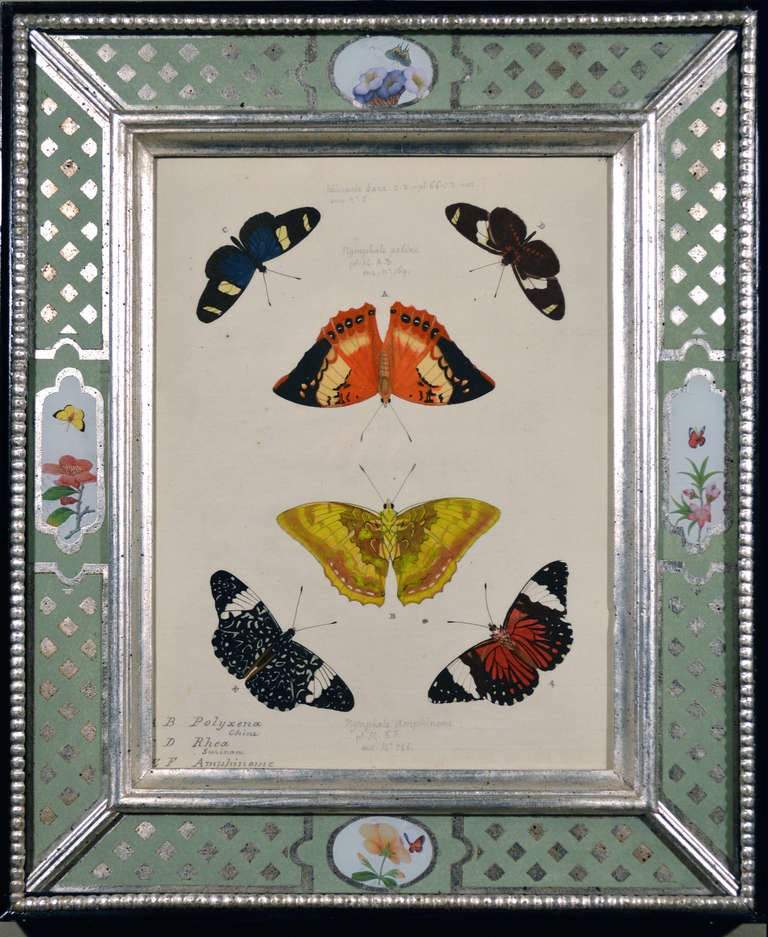 A Set of Twelve Pieter Cramer Framed Prints of Butterflies. In Excellent Condition In Downingtown, PA