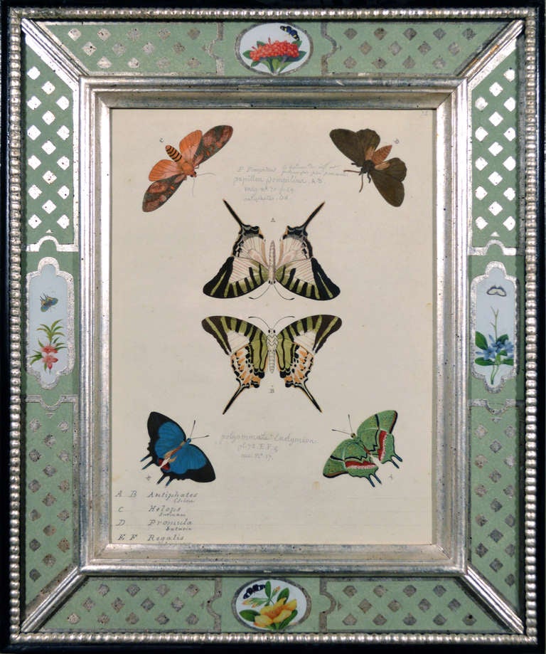 A Set of Twelve Pieter Cramer Framed Prints of Butterflies. 3