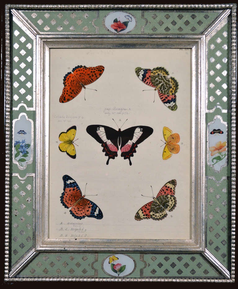 18th Century and Earlier A Set of Twelve Pieter Cramer Framed Prints of Butterflies.