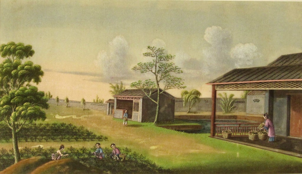 Gouache Twelve Chinese Painting of Tea Cultivation and Processing