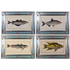 A Set of Four Hand-Colored Copperplate Engraving of Fish