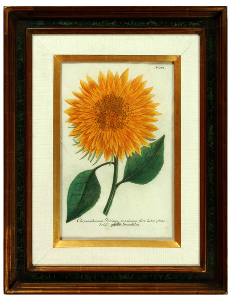The Johann Weinmann Engraving of sunflowers date circa 1737-45. The engravings are N. 372 & N. 374 which are both signed and by Haid.  The engravings within a gold and green faux leather frame.

Original copper-engraving, printed in colors and