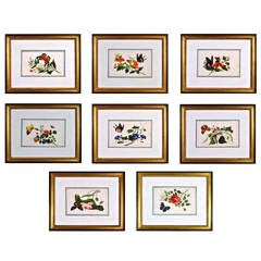 Chinese Watercolours of Flowers and Butterflies on Pith Paper, Set of eight.