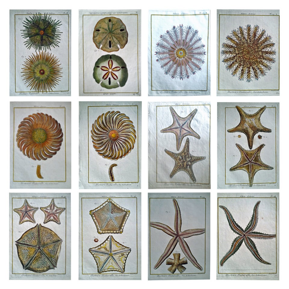 Set of Twelve 18th Century, Hand-Coloured Engravings of Sea Urchins