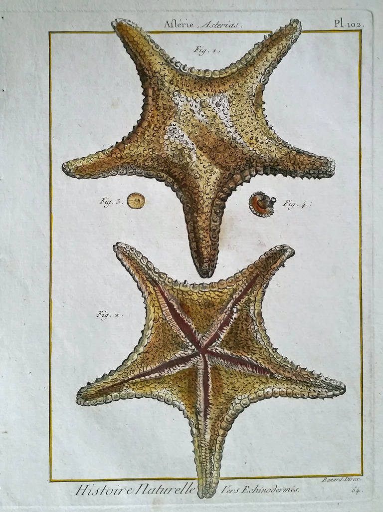 Set of Twelve 18th Century, Hand-Coloured Engravings of Sea Urchins 3