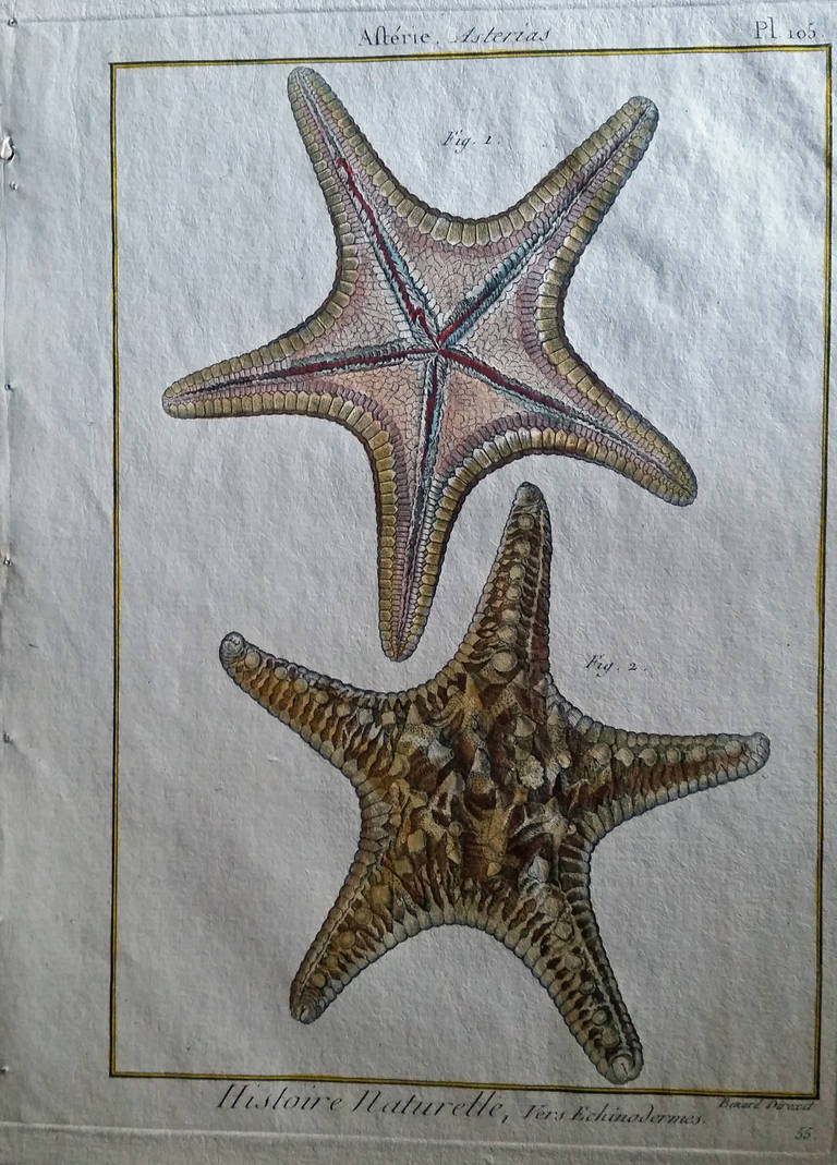 Set of Twelve 18th Century, Hand-Coloured Engravings of Sea Urchins 4