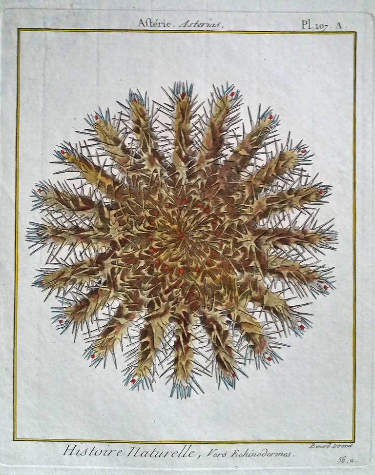 Set of Twelve 18th Century, Hand-Coloured Engravings of Sea Urchins 5